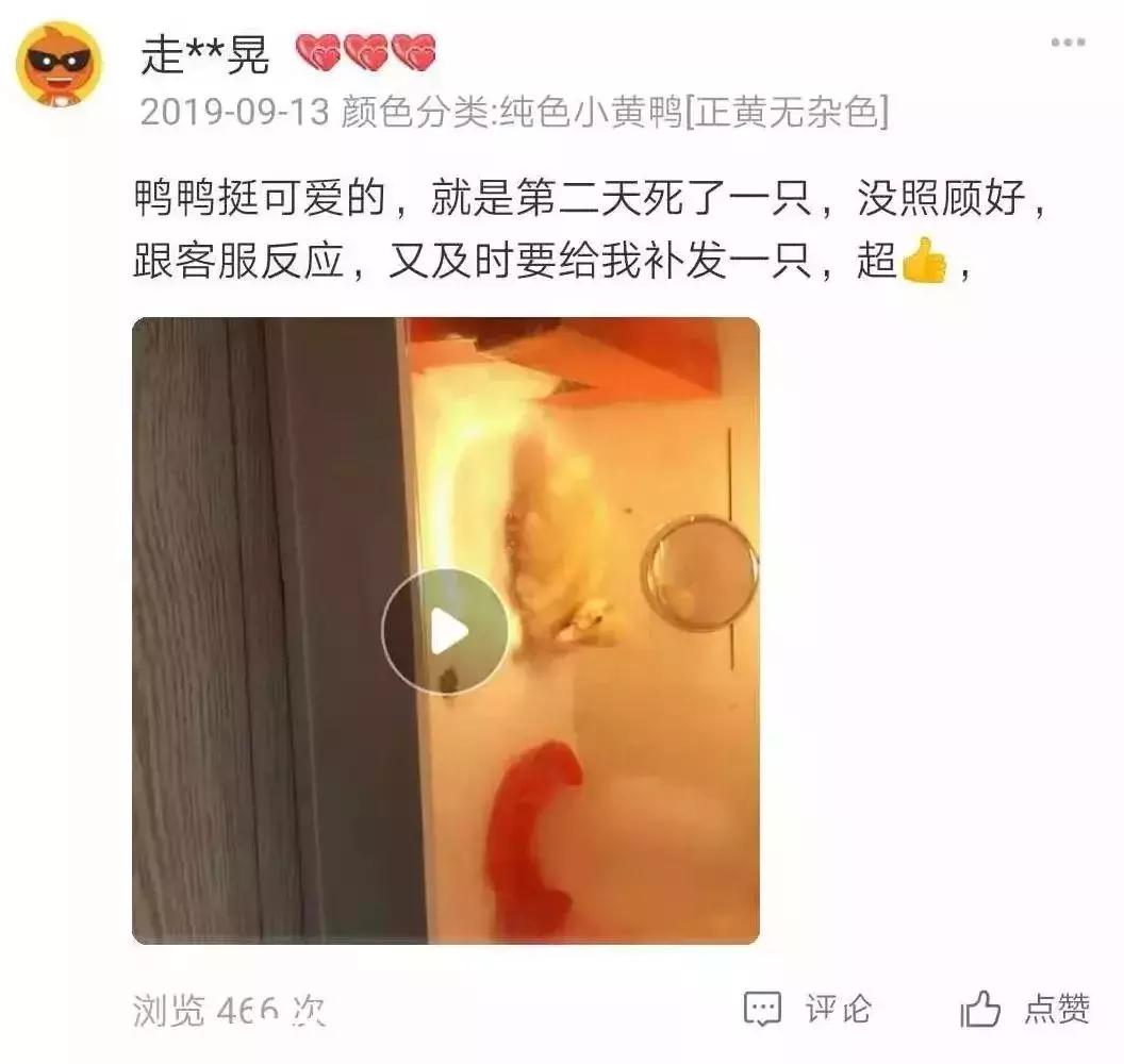 在网上买宠物靠谱要注意什么,网上买宠物有问题怎么办呢
