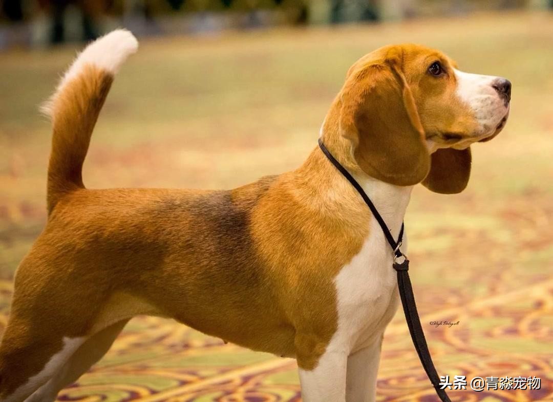 狗狗吃撑了呕吐拉稀怎么办,狗狗感冒了呕吐喂什么药好