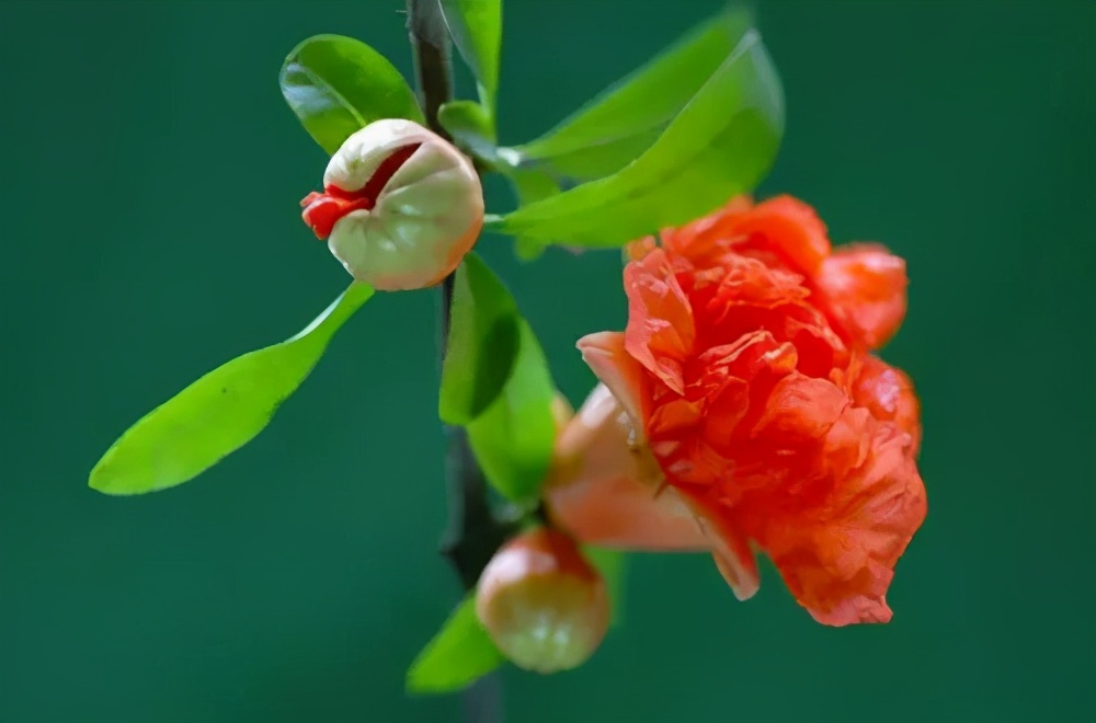 在云南，做一个“花吃”，挺好