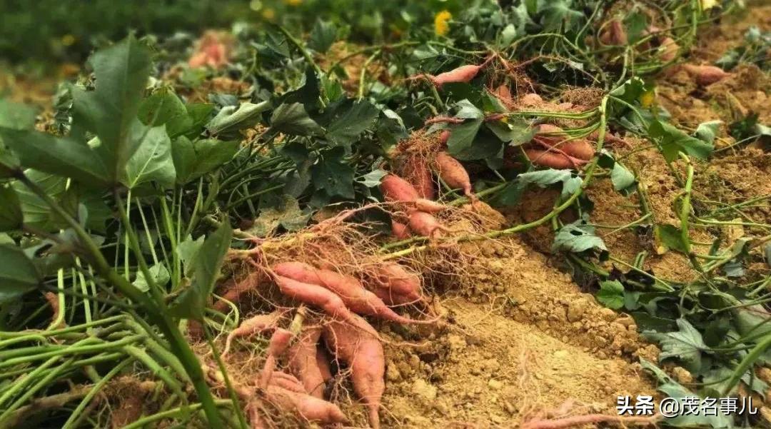 茂名美丽乡村风景,广东茂名美丽乡村