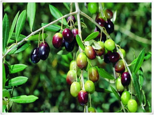 什么品种的橄榄树适合家庭种植,橄榄树种植条件要求