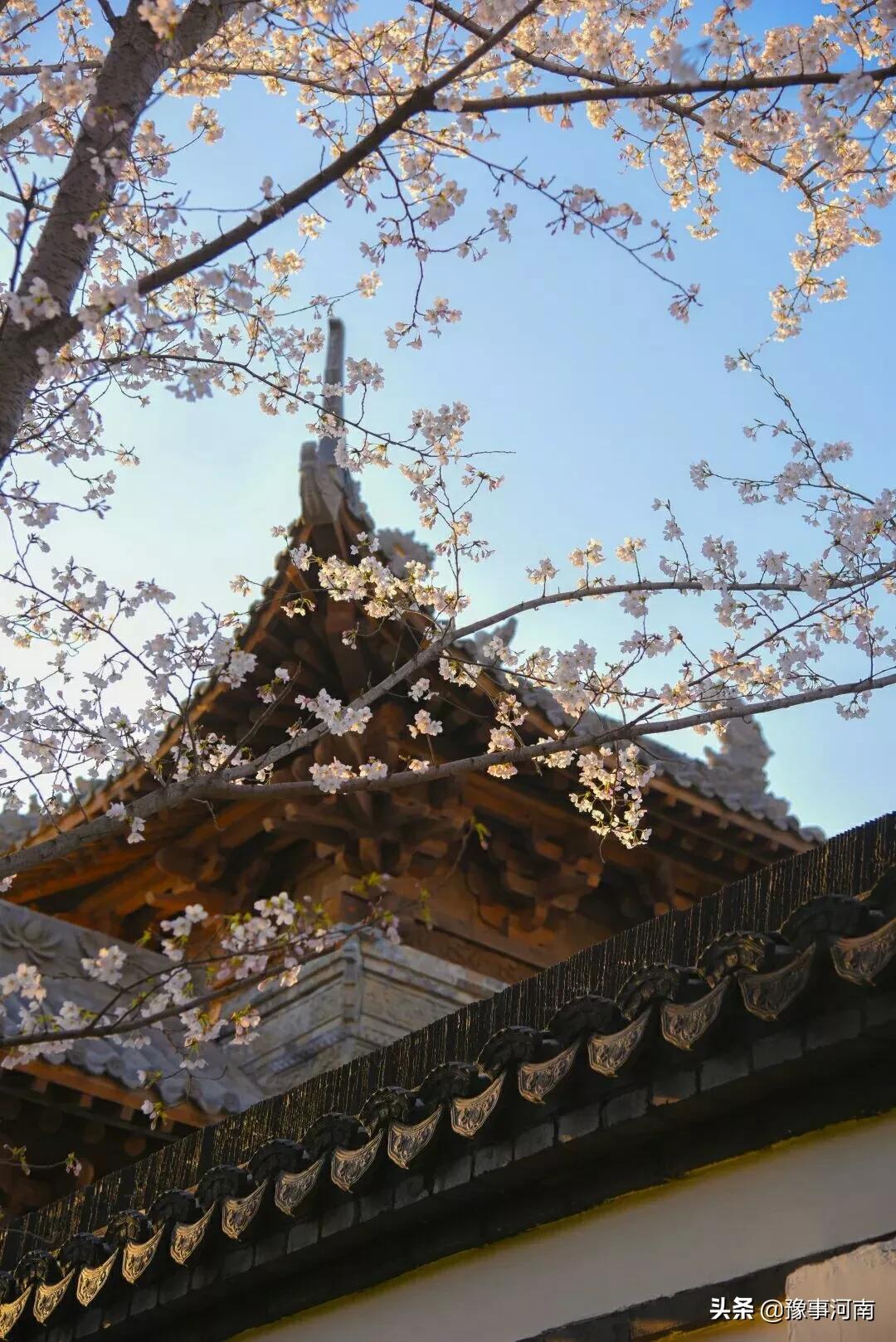 河南许昌樱花景点,许昌樱花最美的地方