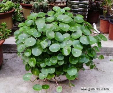 铜钱草不见阳光枯黄了怎么补救,铜钱草蔫了浇水也不吸收怎么办