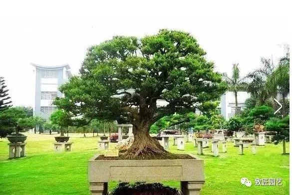 九款罕见名贵盆景懂行一眼就看上 (全世界最贵的100棵真柏盆景)