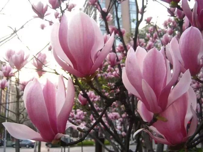 看到花的时候,不知是什么花?那就收下这份百花图谱