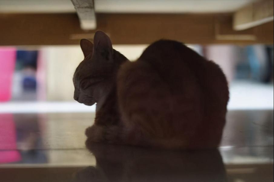 猫咪躲在床底下不肯出来怎么办,猫咪老是喜欢躲床底下