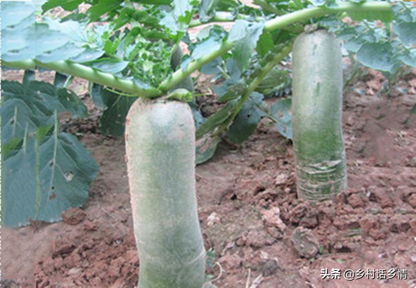 怎样种植萝卜才能使萝卜更大,怎样种大萝卜甜又脆