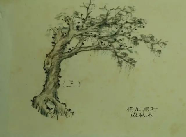 树的基本画法视频,树的素描画法