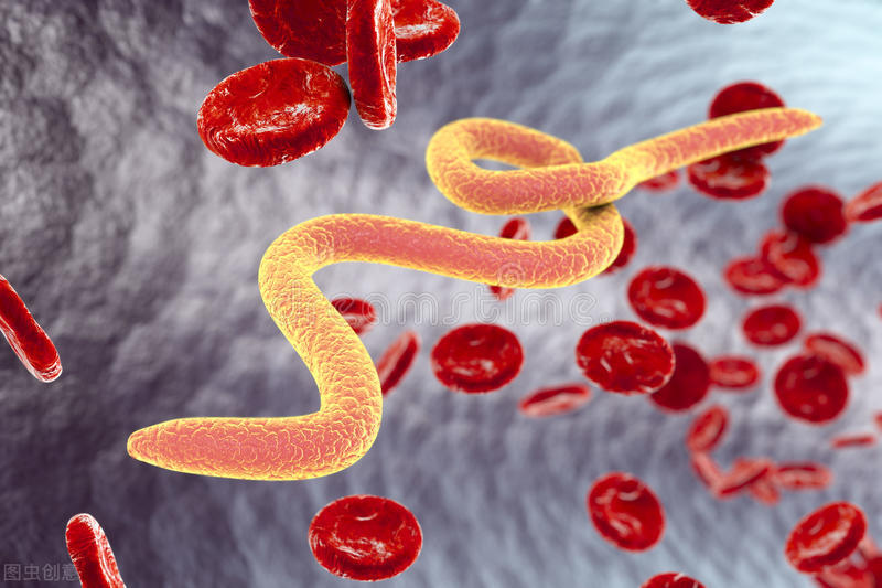 科学揭秘孕妇养宠物是否有风险,孕妇养宠物会致畸吗