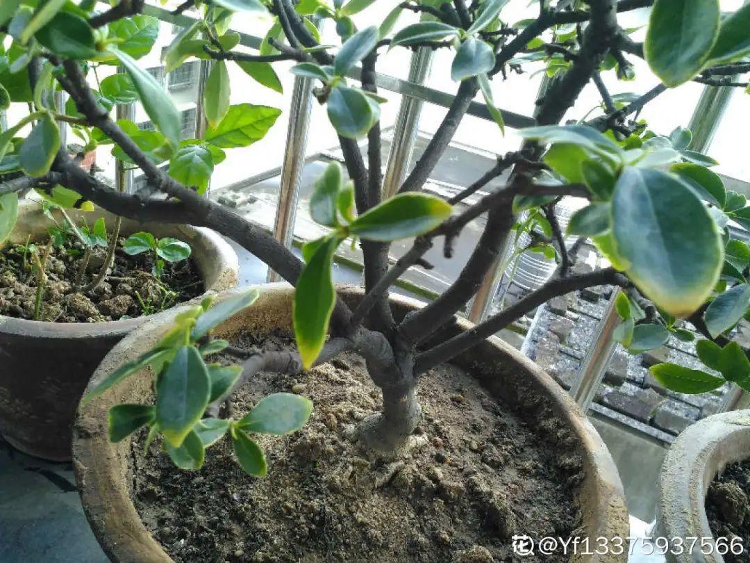 耐养的香水花,种室内香水花