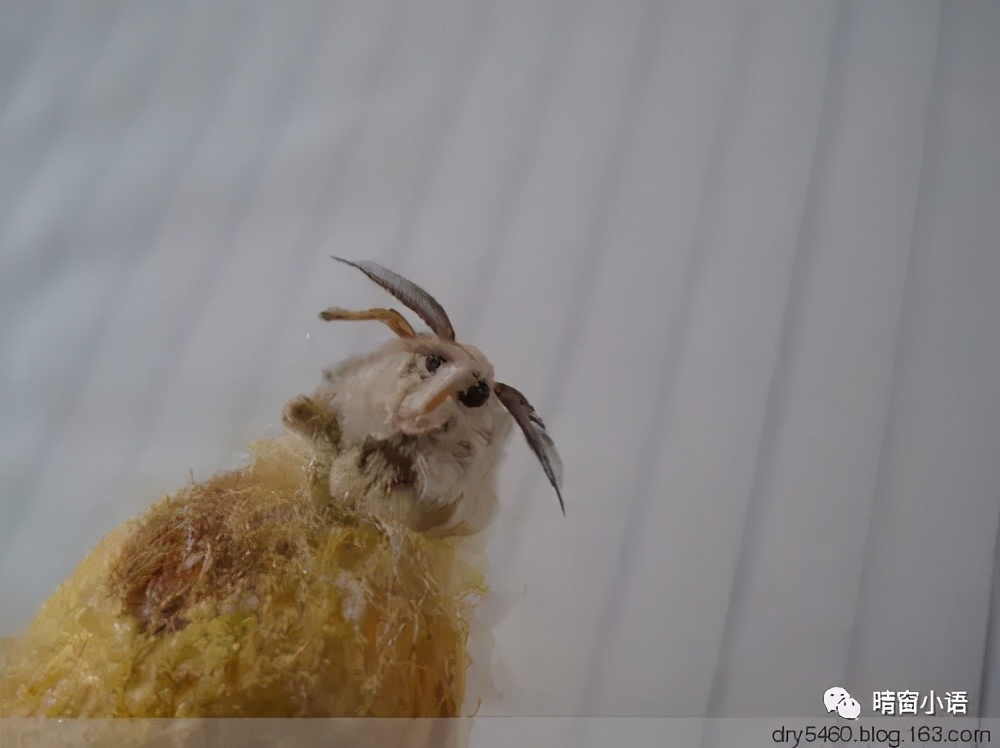 养蚕记怎么写三年级200字,蚕化蛹为蝶的过程总结