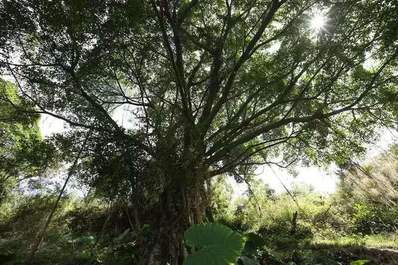 一年四季都暖和城市,厦门是一座四季如春的城市