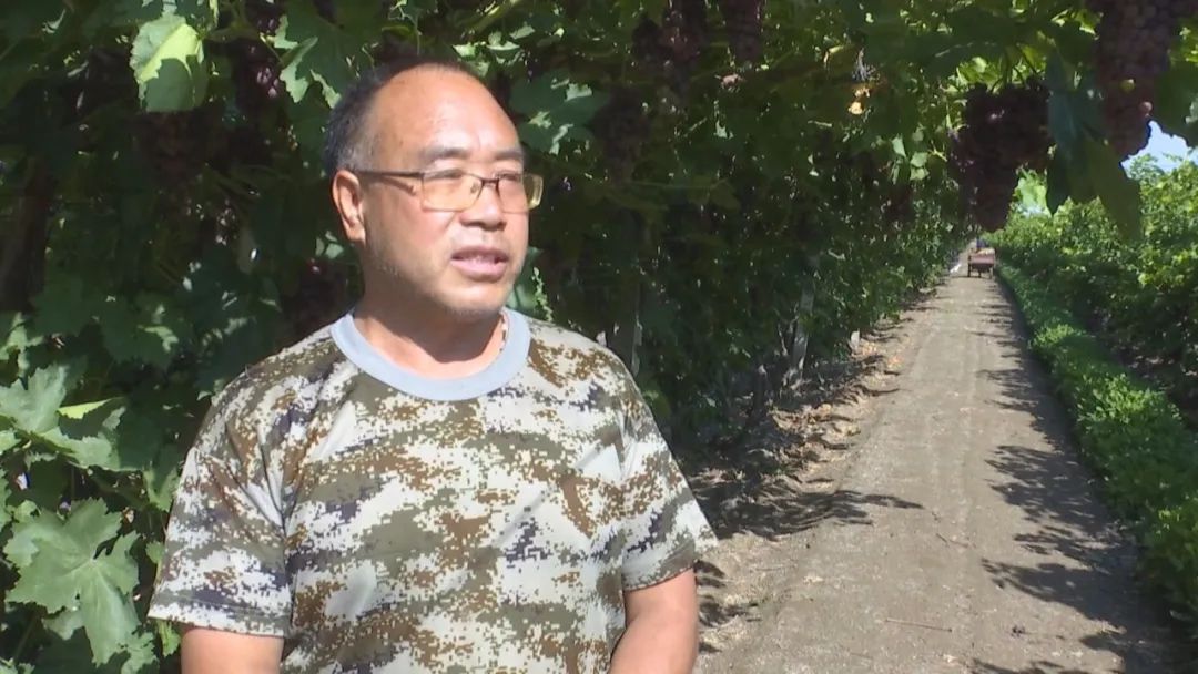 凤凰桥树莓采摘,春天到树莓采摘