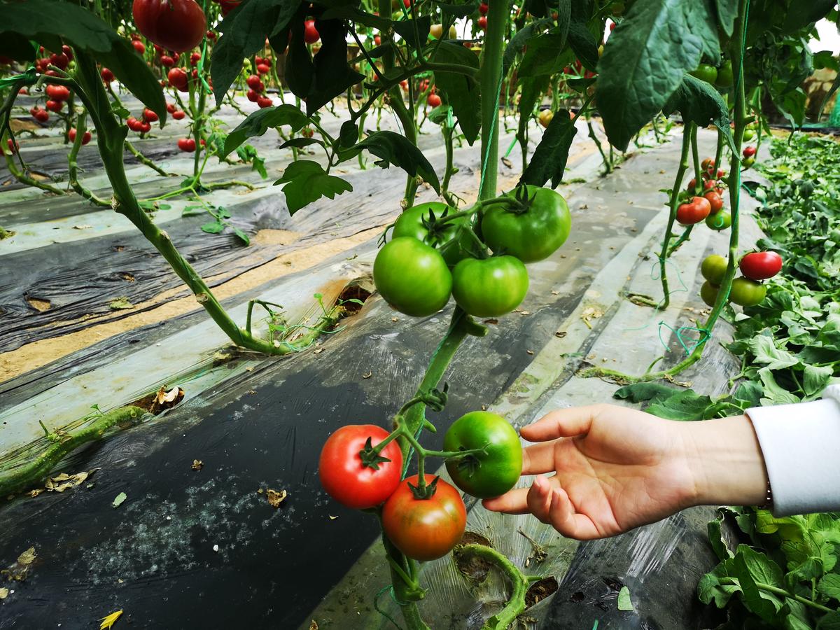大棚蔬菜技术人员工资,大棚里10万年薪的技术员