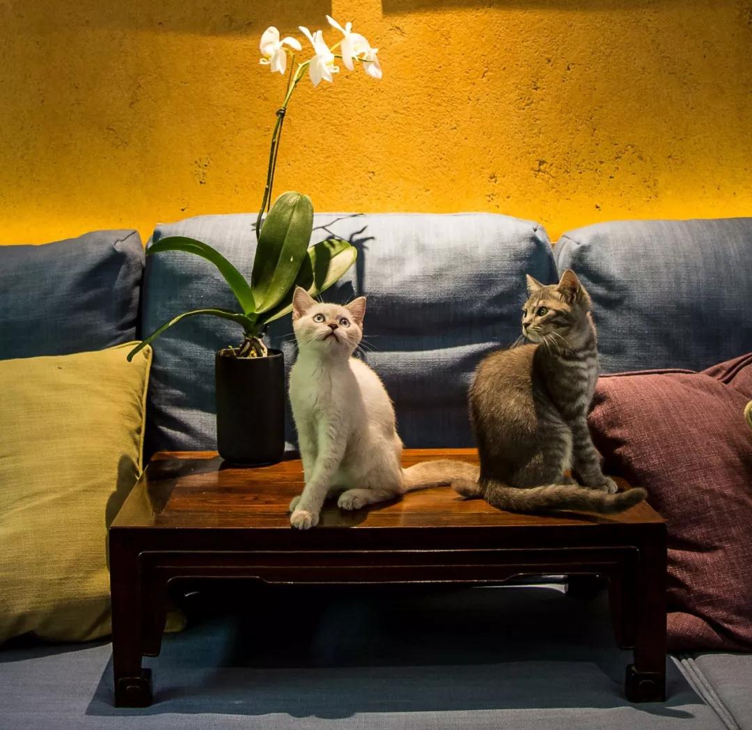 惠州南昆山民宿推荐,藏在南昆山竹林里的民宿