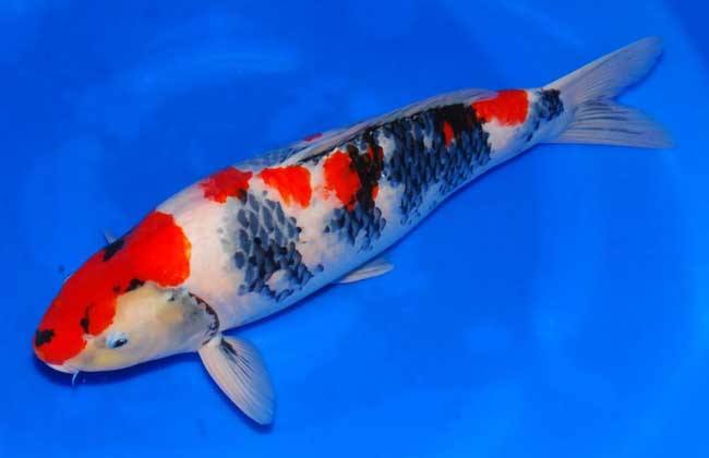 锦鲤突然不吃食是什么原因,锦鲤不吃食有什么办法