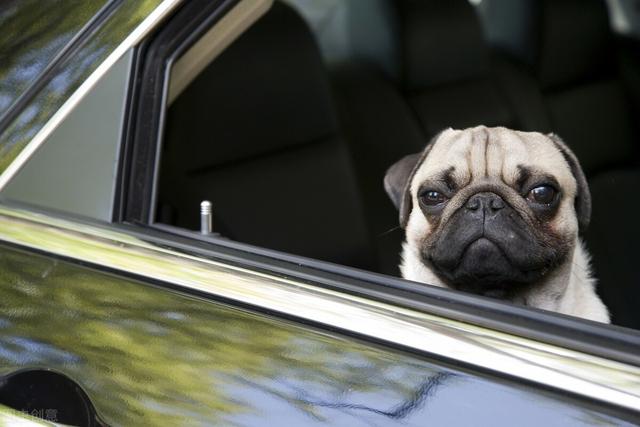巴哥犬怎么养才是正确的,养巴哥犬要注意些什么