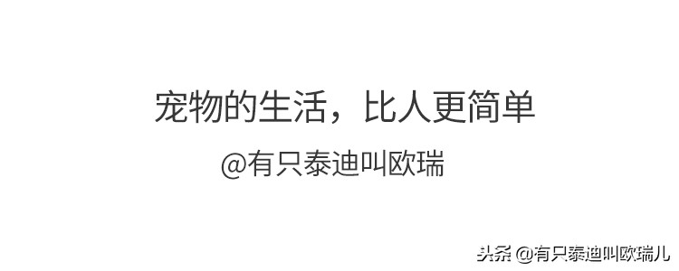 舌头溃烂竟被喂骨肉「有主老癌犬」雨中翻垃圾找食物