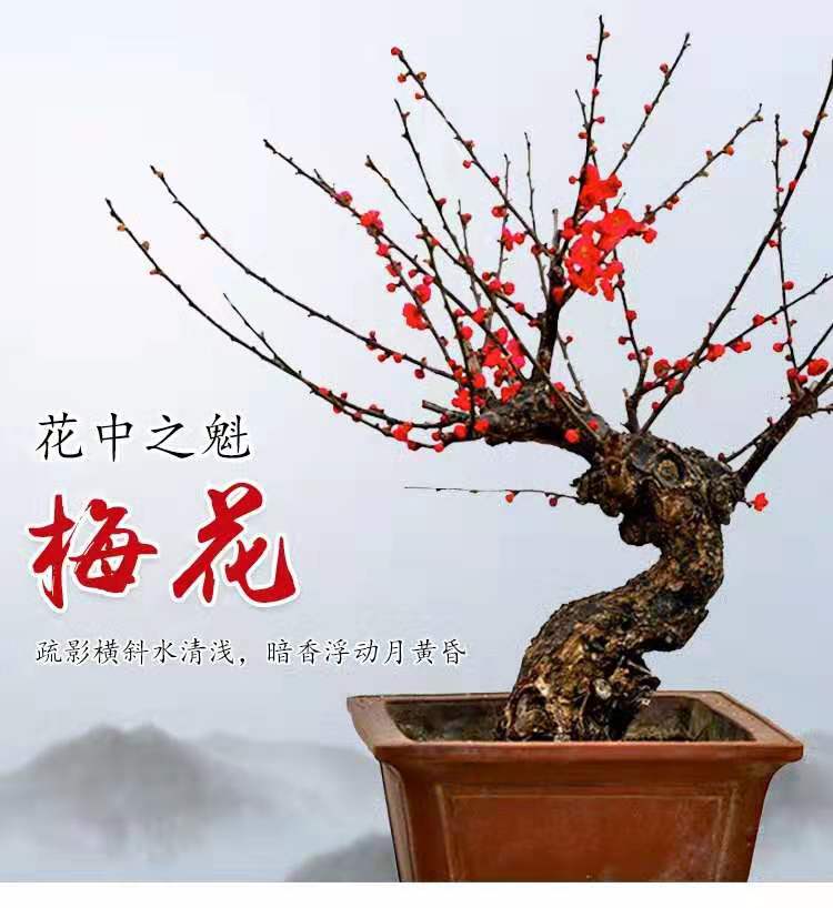 冻不死的盆景竹子,红梅盆景冬天怕冻吗