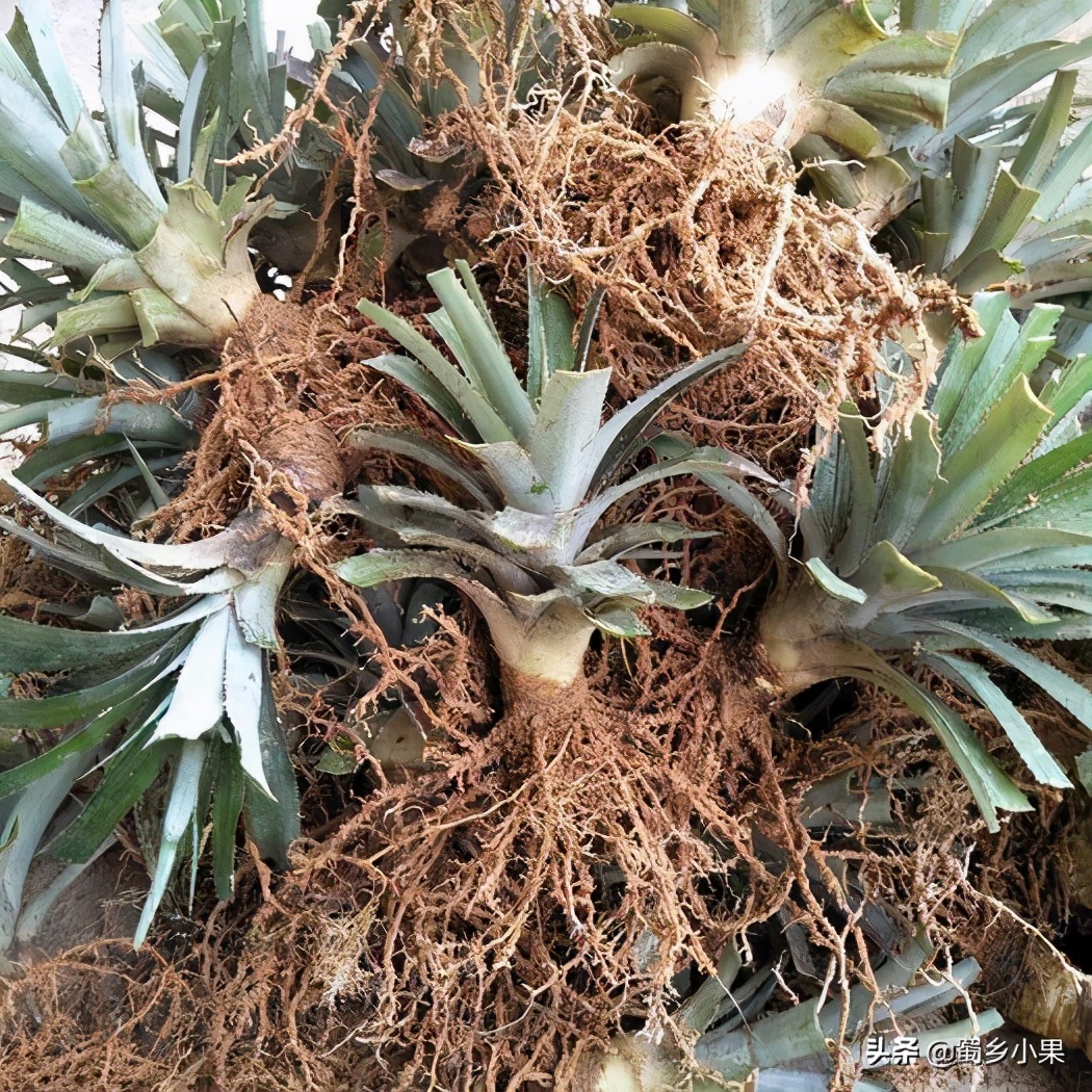 想要果树长好施肥技巧要记好,要想果树产量高夏季修剪是关键