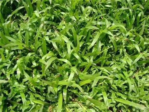 楼顶草坪花园设计效果图,草坪该如何养护管理