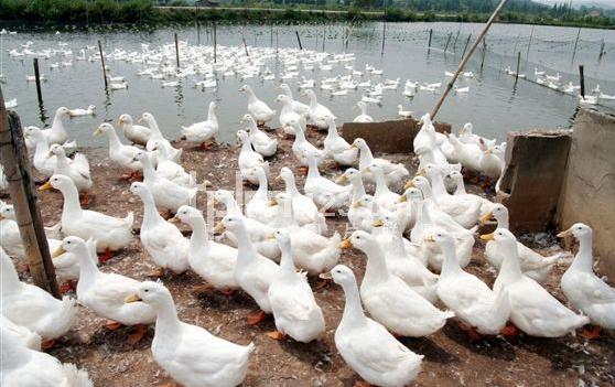 鸭腹膜炎怎么治好得快,养殖鸭用什么药治疗