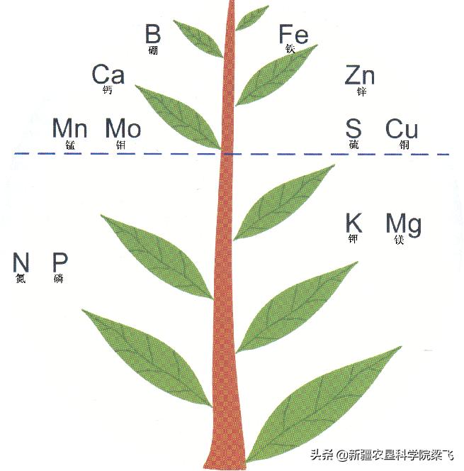 玉米缺磷的症状及治疗方法,玉米苗期缺磷和其他缺素症的区别
