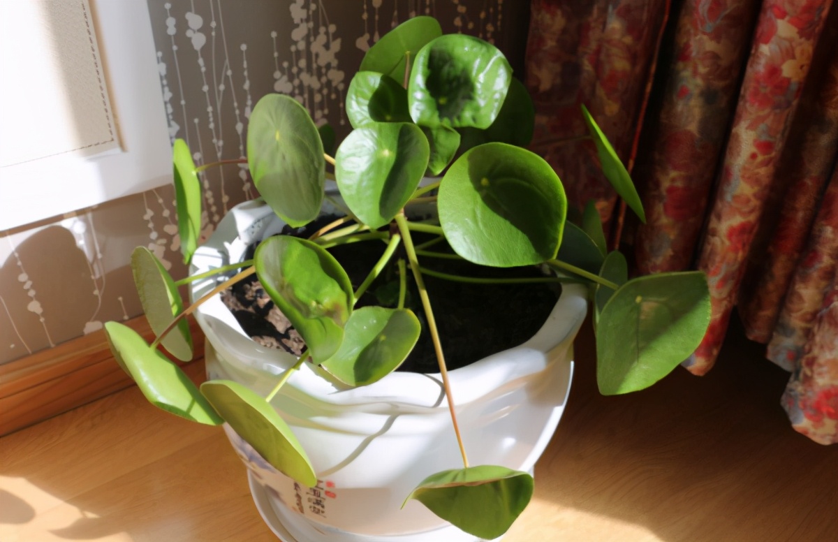 简单实用低成本自制养花肥料,用废物种菜种花