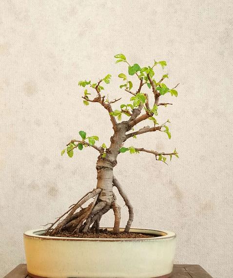 初学者盆景入门基础知识,新手买盆景