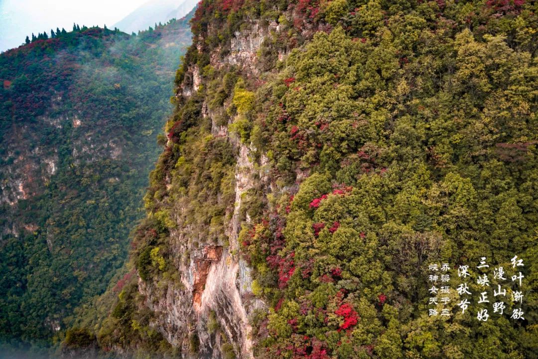 巫山红叶全攻略,巫山红叶2020