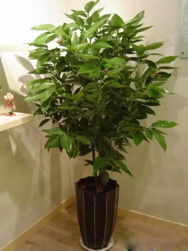 献给那些养花每次都养死的人文案,一直养死花但从未放弃养花