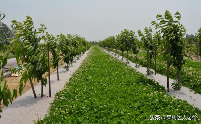 樱桃好吃树难栽下一句谚语是什么,樱桃好吃树难栽后一句是啥