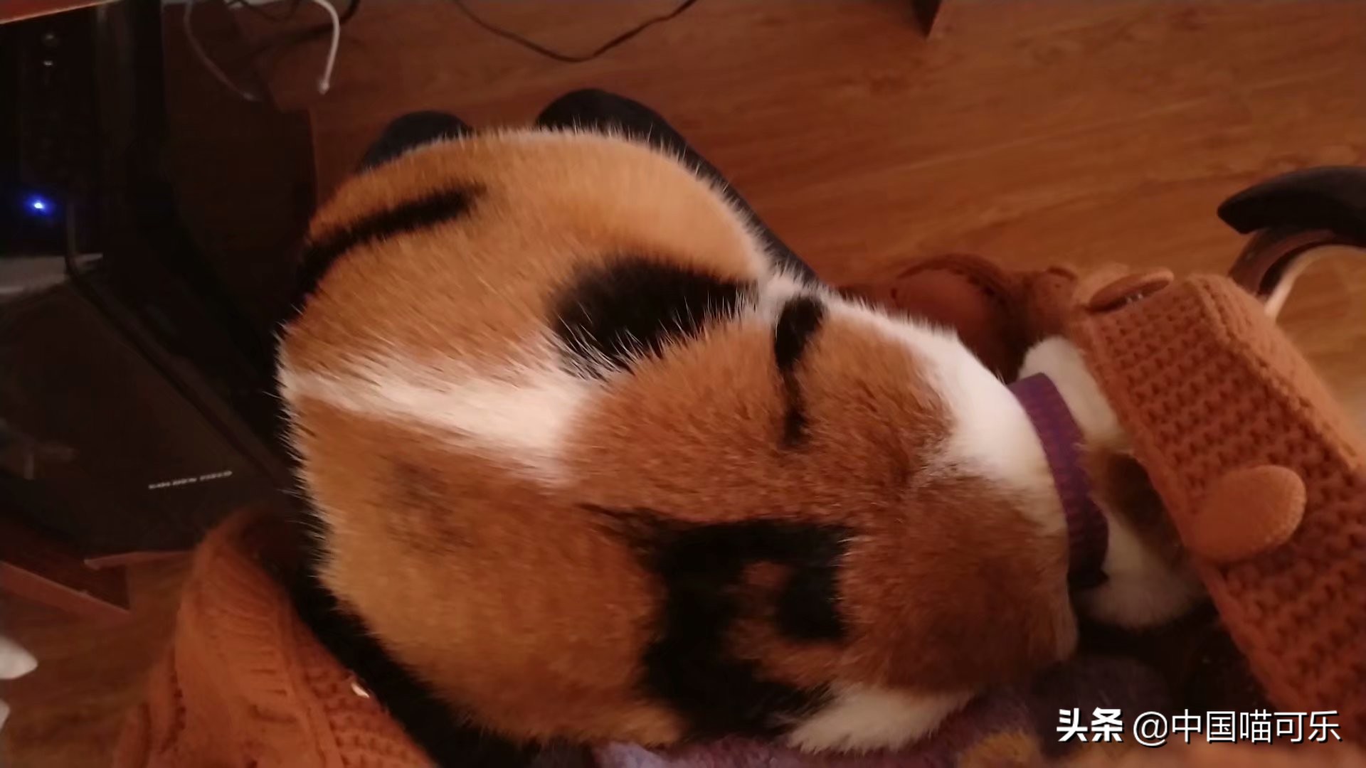 母猫突然叫个不停要人去摸它,母猫突然叫得很奇怪