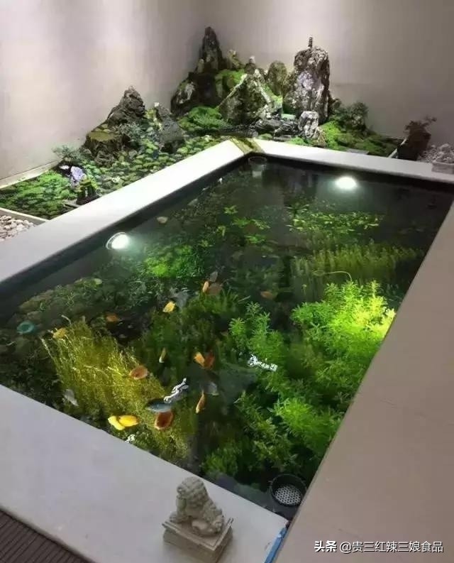 简易鱼池如何养殖虾蟹鱼,自制鱼缸养小龙虾