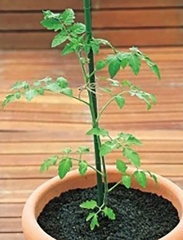 番茄种植过程如何避免死苗,番茄种植技术及解决方法