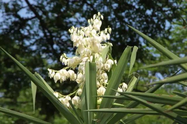 赏花时间表,赏花季节及图片