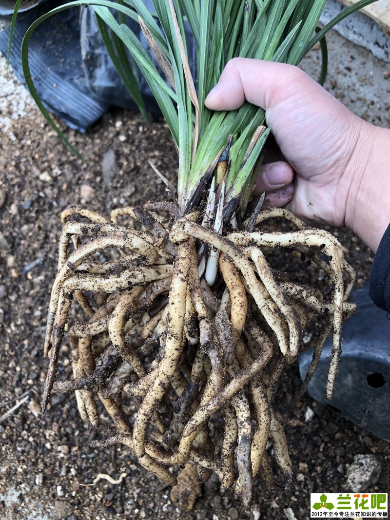 种兰花用粗砂好还是细砂好,粗砂混合土壤可以养兰花吗