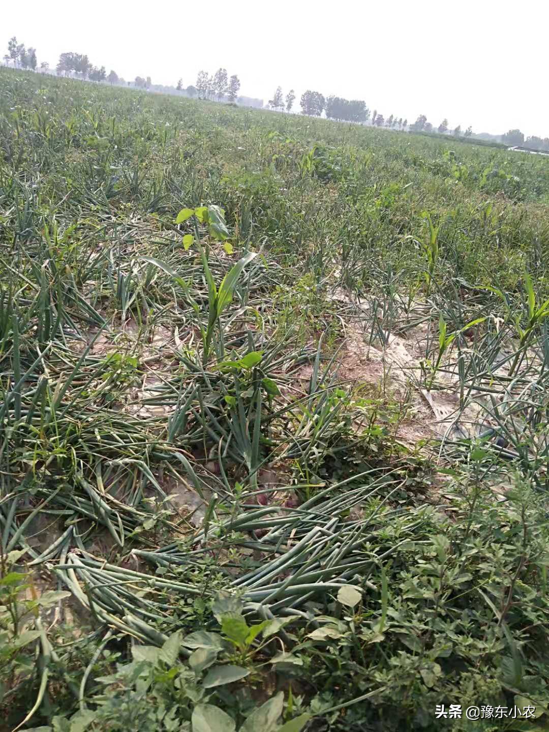 大蒜长蒜苔,大蒜长蒜苔时蒜瓣长芽怎么回事