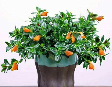 新手养金鱼吊兰的注意事项及禁忌,金鱼吊兰爆盆后怎么养护