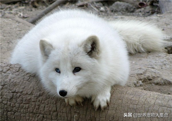 狐狸有狐臭的视频,请问狐狸身上真的有狐臭吗