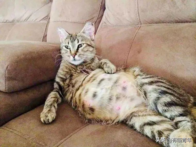 猫一天放了好几个臭屁,猫咪放的屁巨臭怎么回事