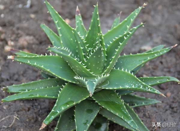 芦荟的养殖技术和管理方法,芦荟的养殖管理
