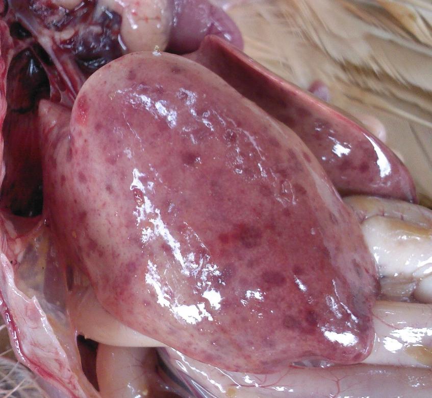 鸡包涵体肝炎案例,鸡包涵体肝炎病程多久