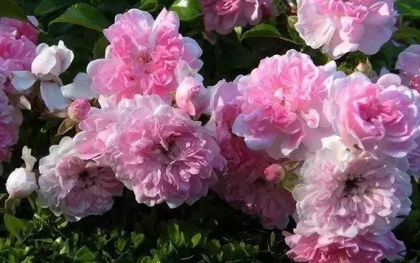 100种玫瑰品种图鉴大全,100种玫瑰品种图解