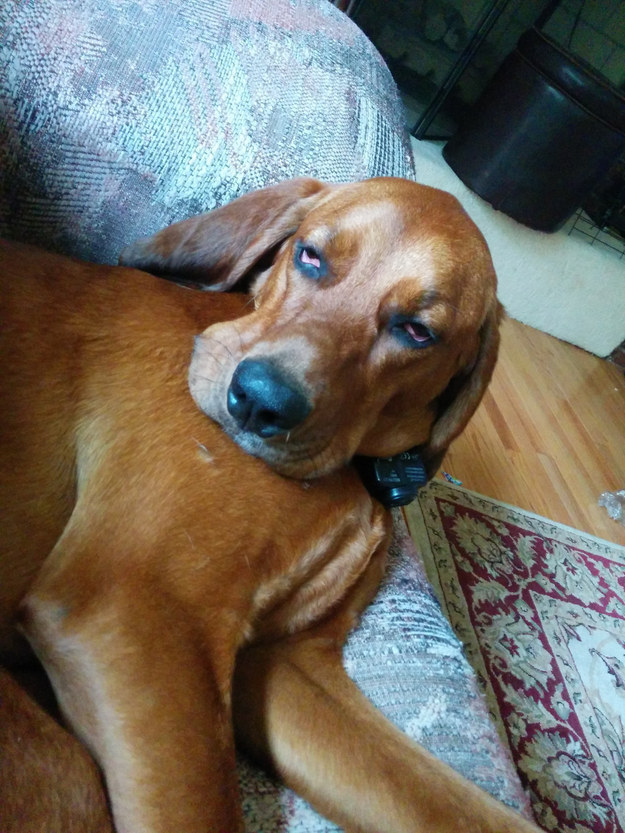 狗犬瘟后期还有救吗,我家狗这是懒到什么程度