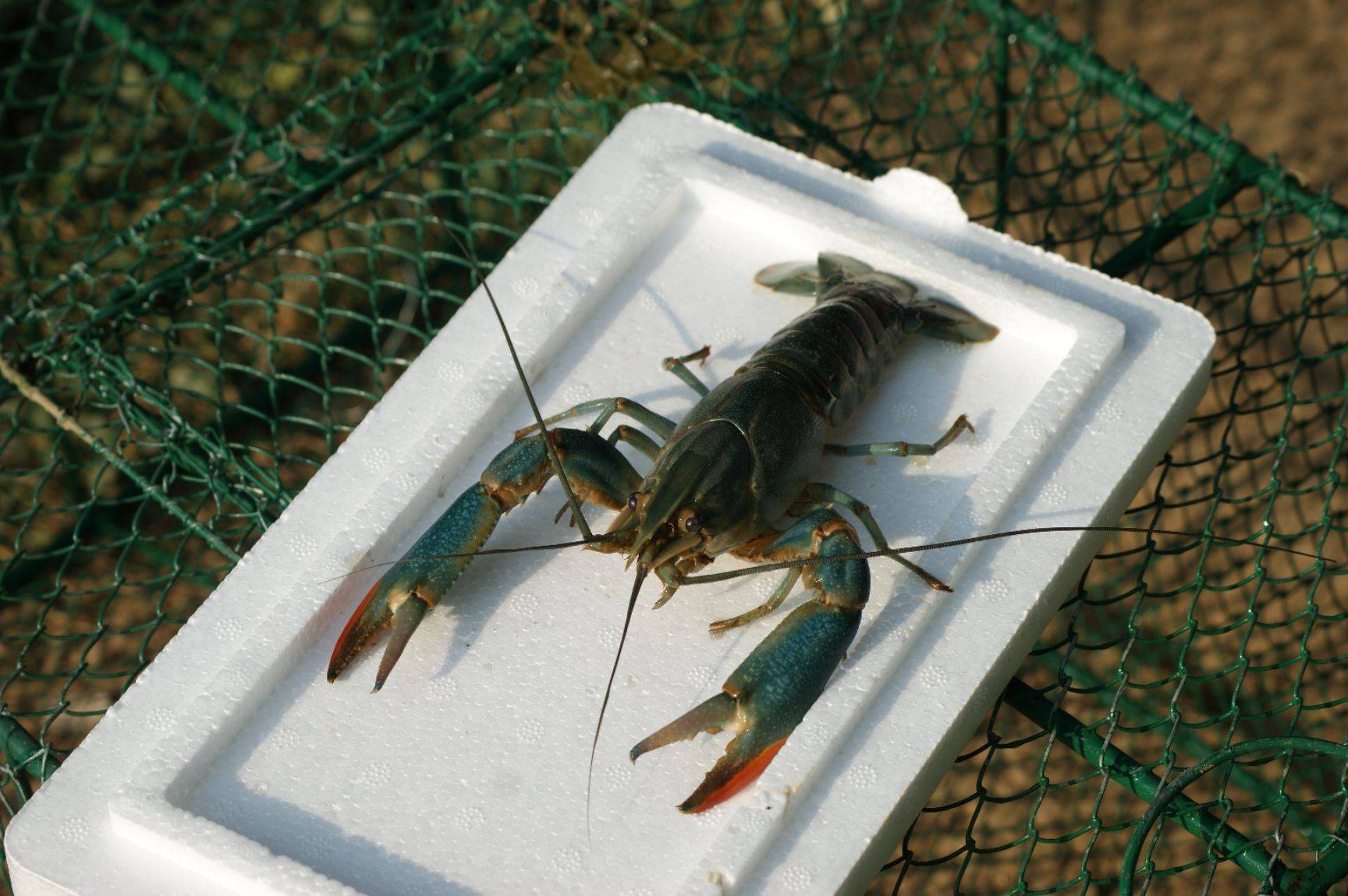 *疆新**男子沙漠5亩池塘养澳洲淡水虾，个头比手掌大，亩利润达万元