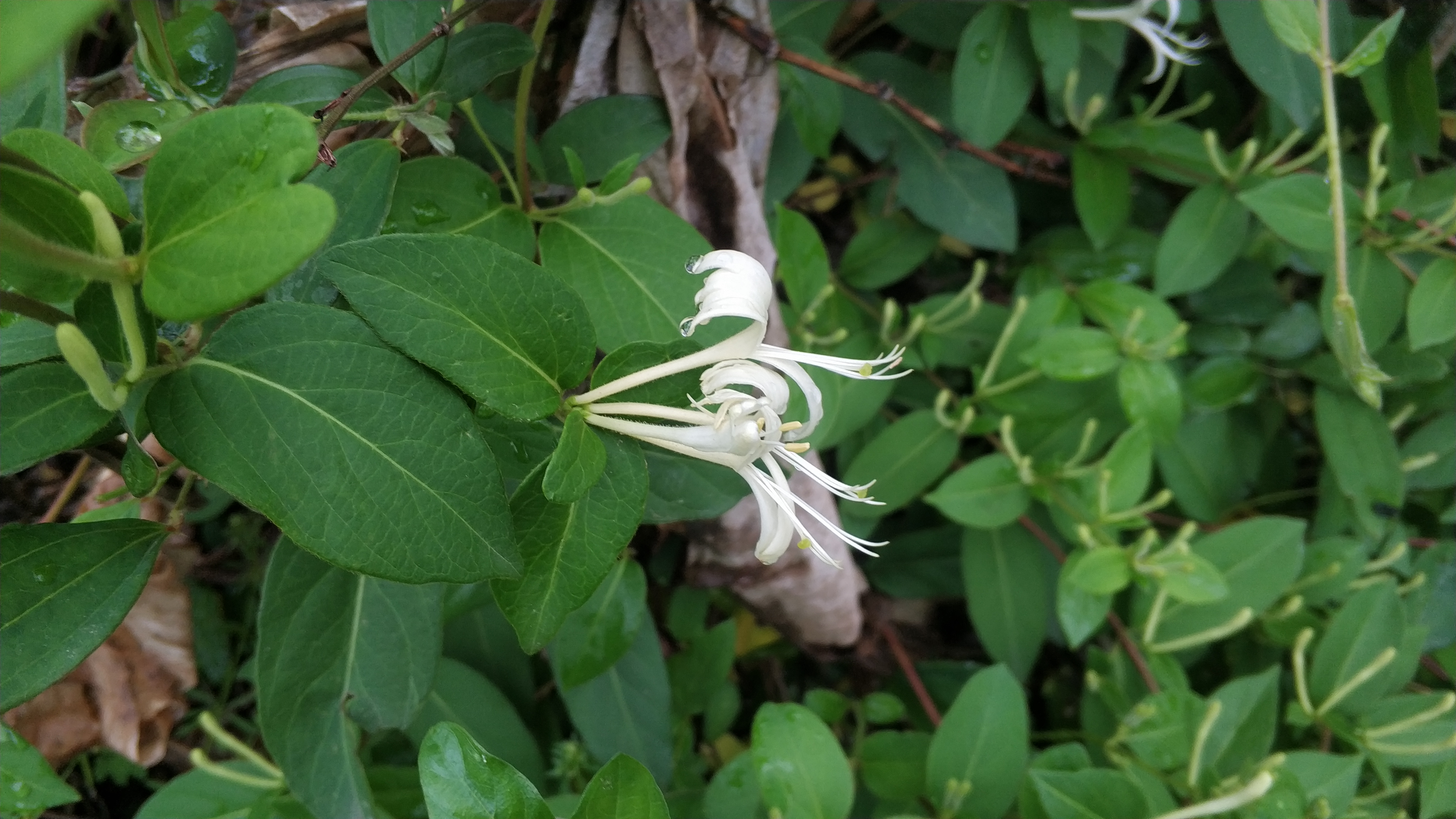 给大家展示一下什么叫做“金山药岭名茶地，竹海栗园水电乡”
