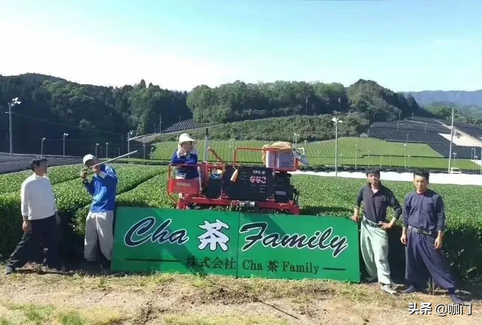 今年圣诞最出彩的节日特饮，来自这款绿色的茶