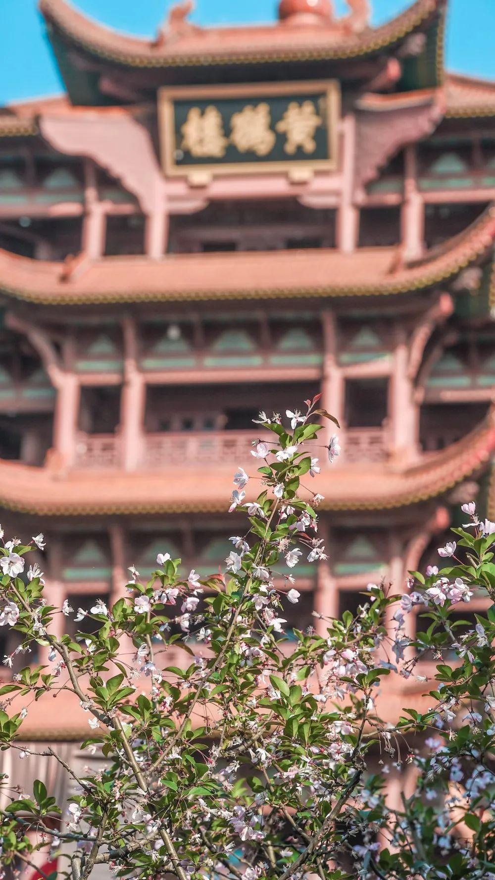 黄鹤楼细支神秘花园,黄鹤楼神秘花园