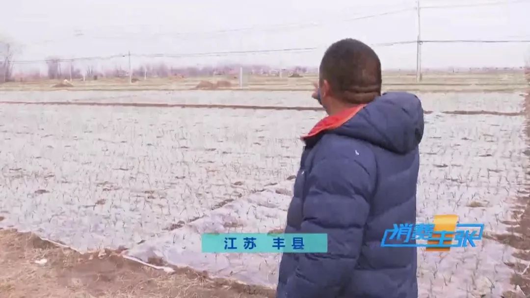 洋葱种植前景和利润,洋葱价格波动洋葱种植户如何应对